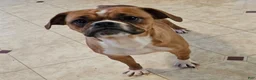 Mixed Breed dogs for sale: Big Bubba Blue - Ad 9