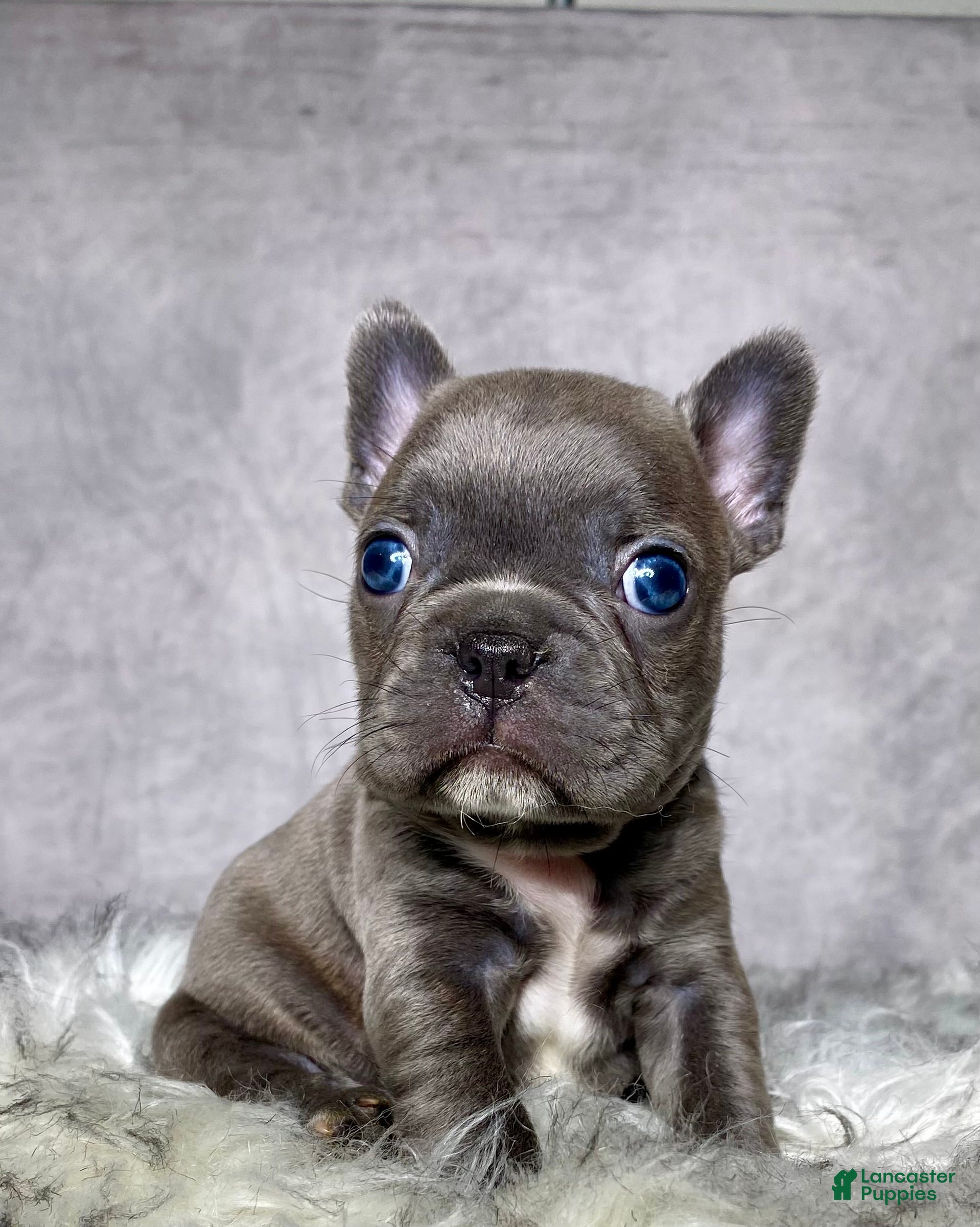 Frenchton dogs Mr. Remy  - Ad 1