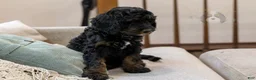 Bernedoodle dogs for sale: Denali - Ready Now! - Ad 17