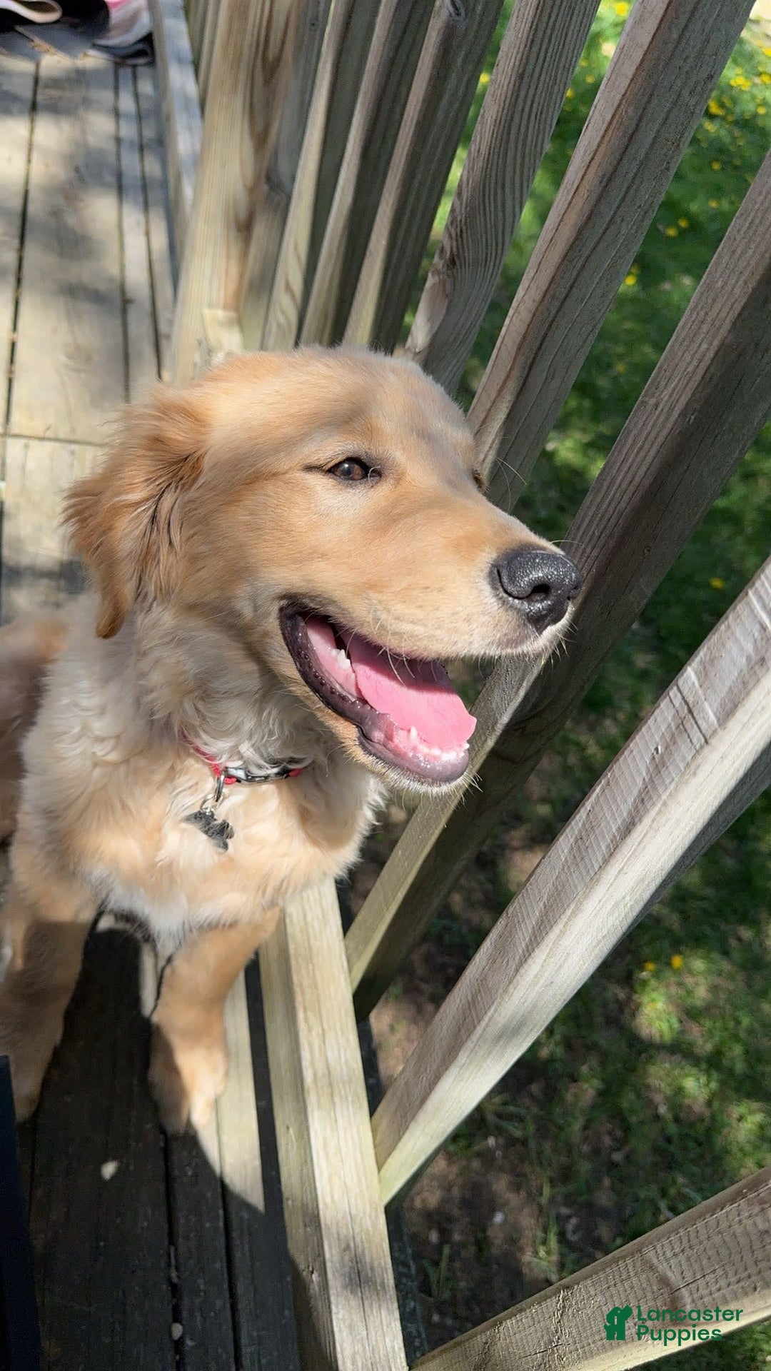 Gallery Image {{count}}