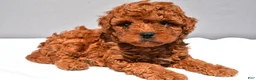 Cavapoo dogs for sale: Cruze - Ad 9