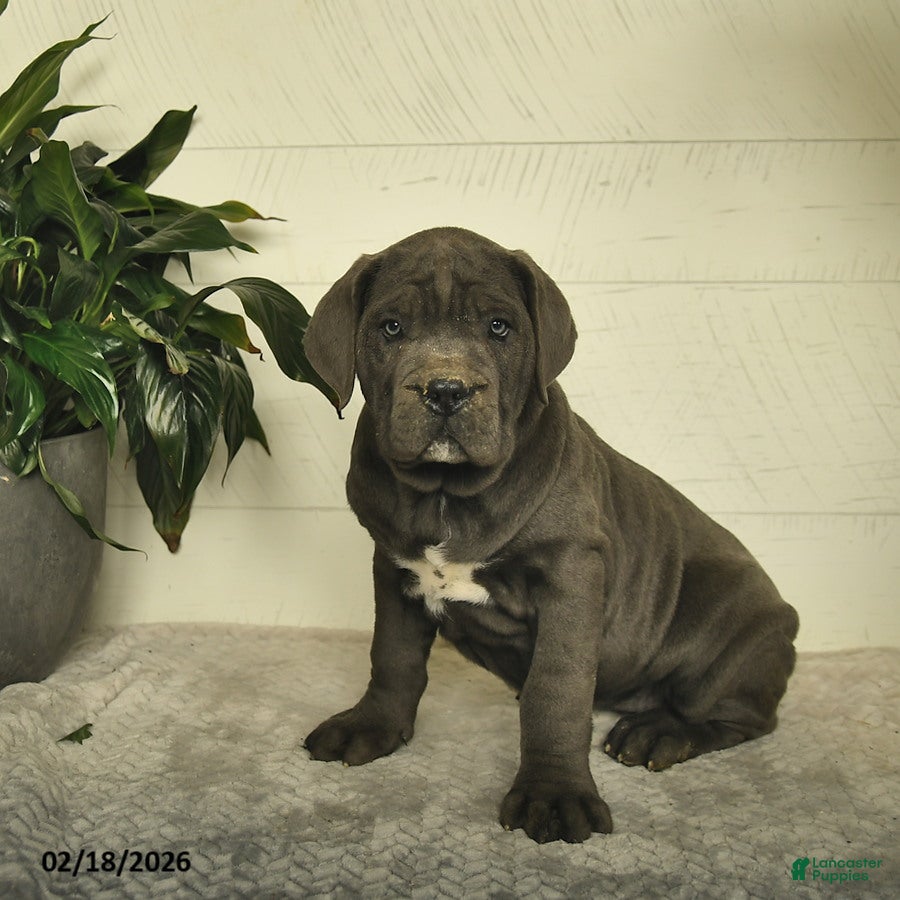 Cane Corso dogs Hazel - Ad 2
