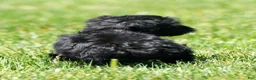 Yorkiepoo dogs for sale: Ronnie - Ad 8