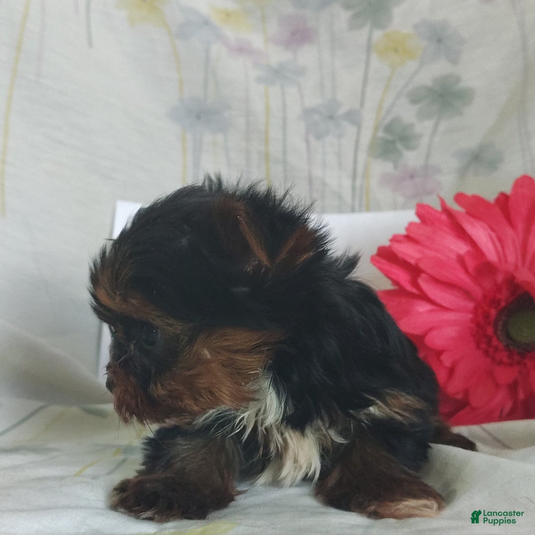 Yorkshire Terrier dogs for sale: Kisses - Ad 7