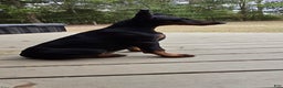 Doberman Pinscher dogs for sale: Bella - Ad 5