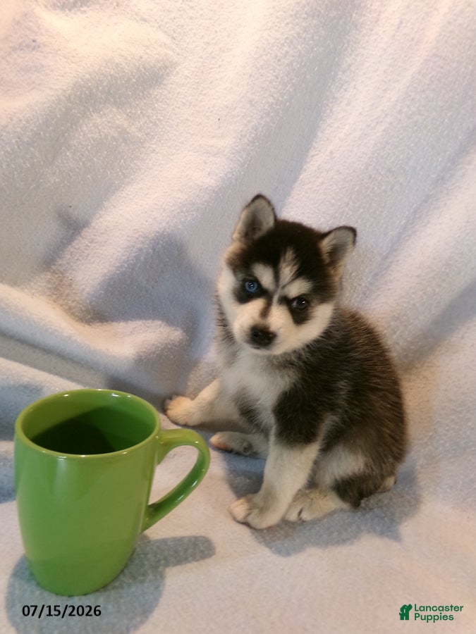 Pomsky dogs Americano - Ad 2
