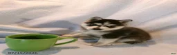 Pomsky dogs for sale: Americano - Ad 2
