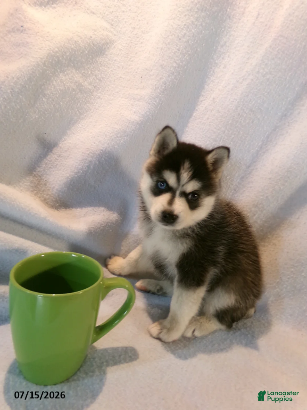 Pomsky dogs for sale: Americano - Ad 2