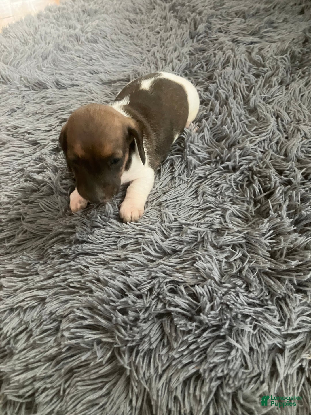 Miniature Dachshund dogs for sale: Akc katura - Ad 6