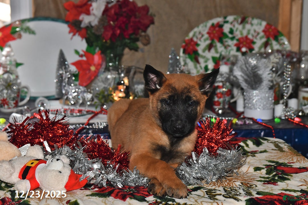 Belgian Malinois dogs for sale: Bruno - Ad 10