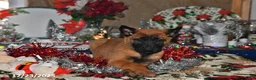 Belgian Malinois dogs for sale: Bruno - Ad 20