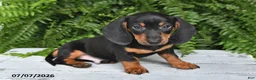 Dachshund dogs for sale: Gordan - Ad 5
