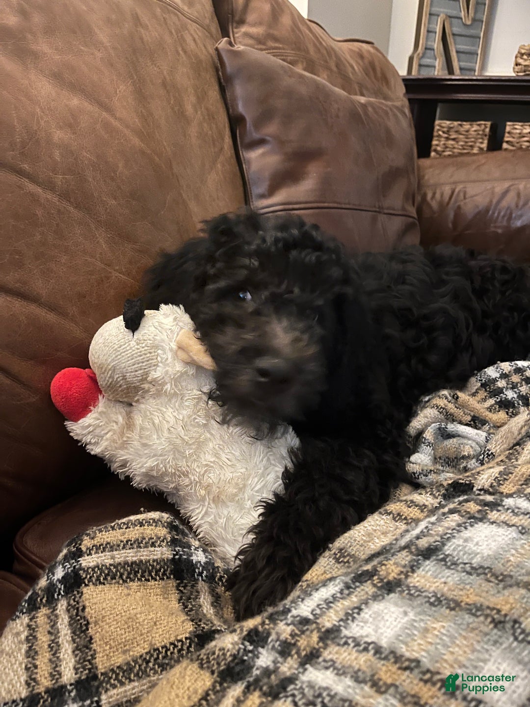 Mixed Breed dogs for sale: Doubledoodle Female Puppy - Ad 2