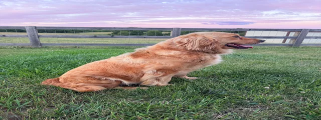 Sadie