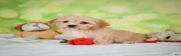 Cavachon dogs for sale: Lonnie - Ad 14