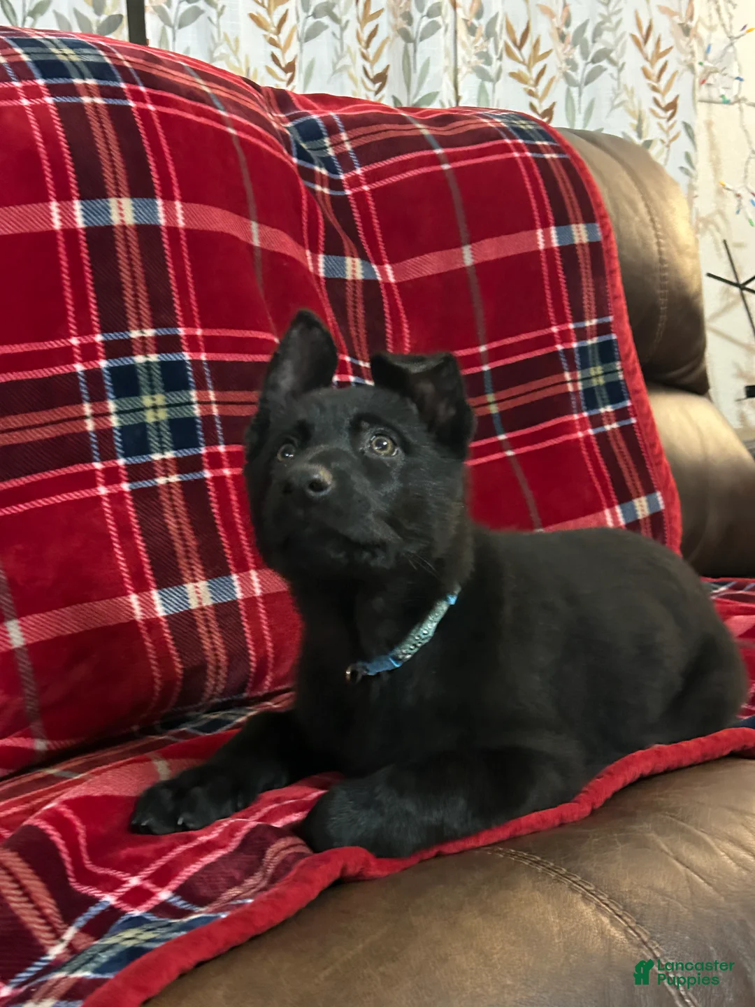 German Shepherd dogs for sale: Cody/Willow Light Blue - Ad 1