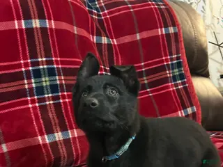 German Shepherd dogs Cody/Willow Light Blue - Ad 1