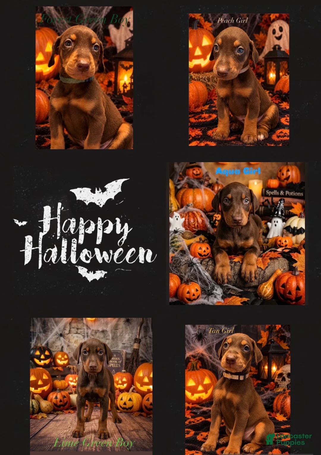 Doberman Pinscher dogs for sale: Aqua Puppy - Ad 3
