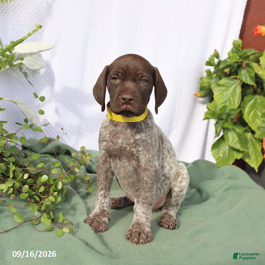 German Shorthaired Pointer dogs Moose - Ad 1