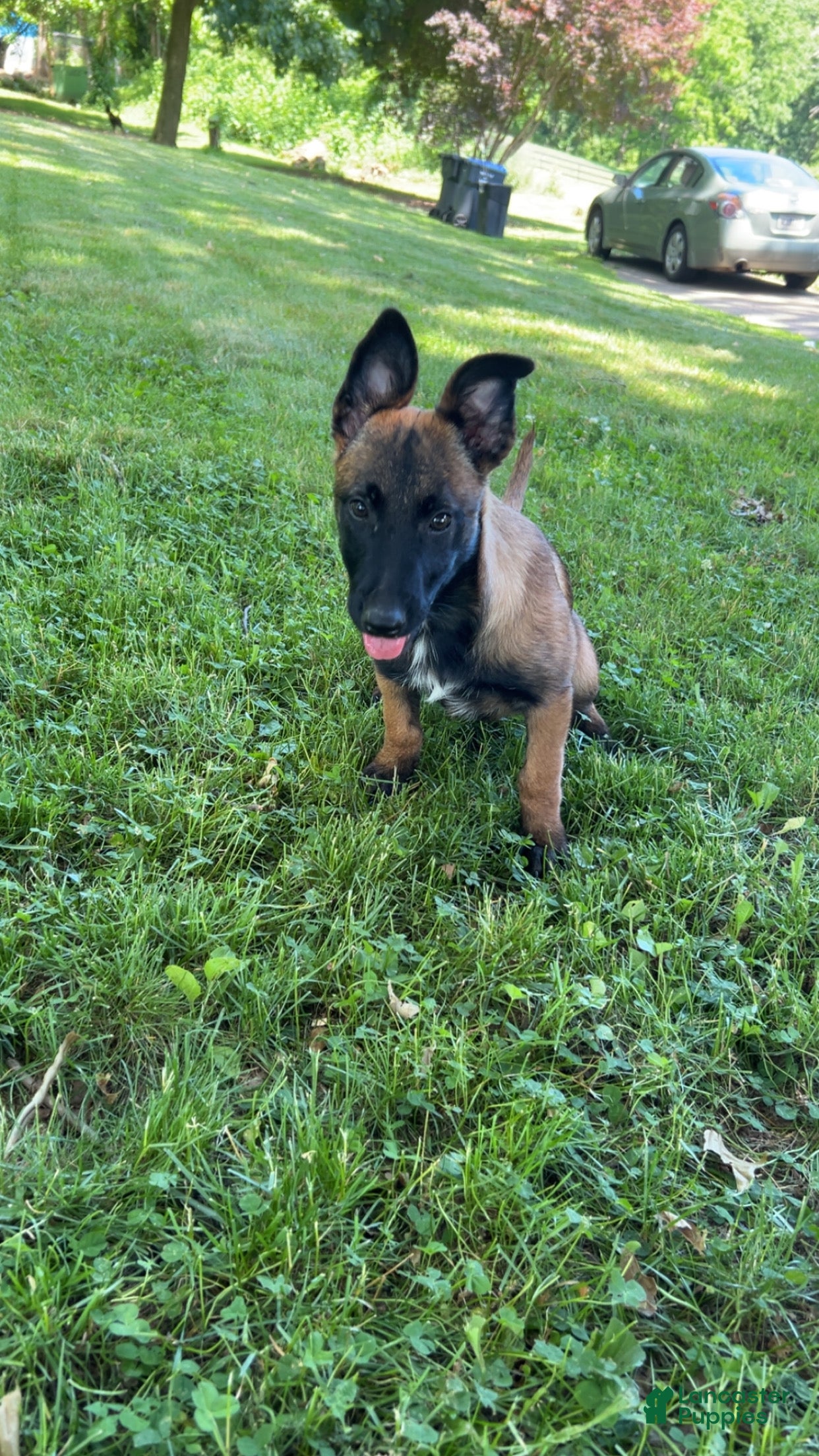 Belgian Malinois dogs Ciara - Ad 13