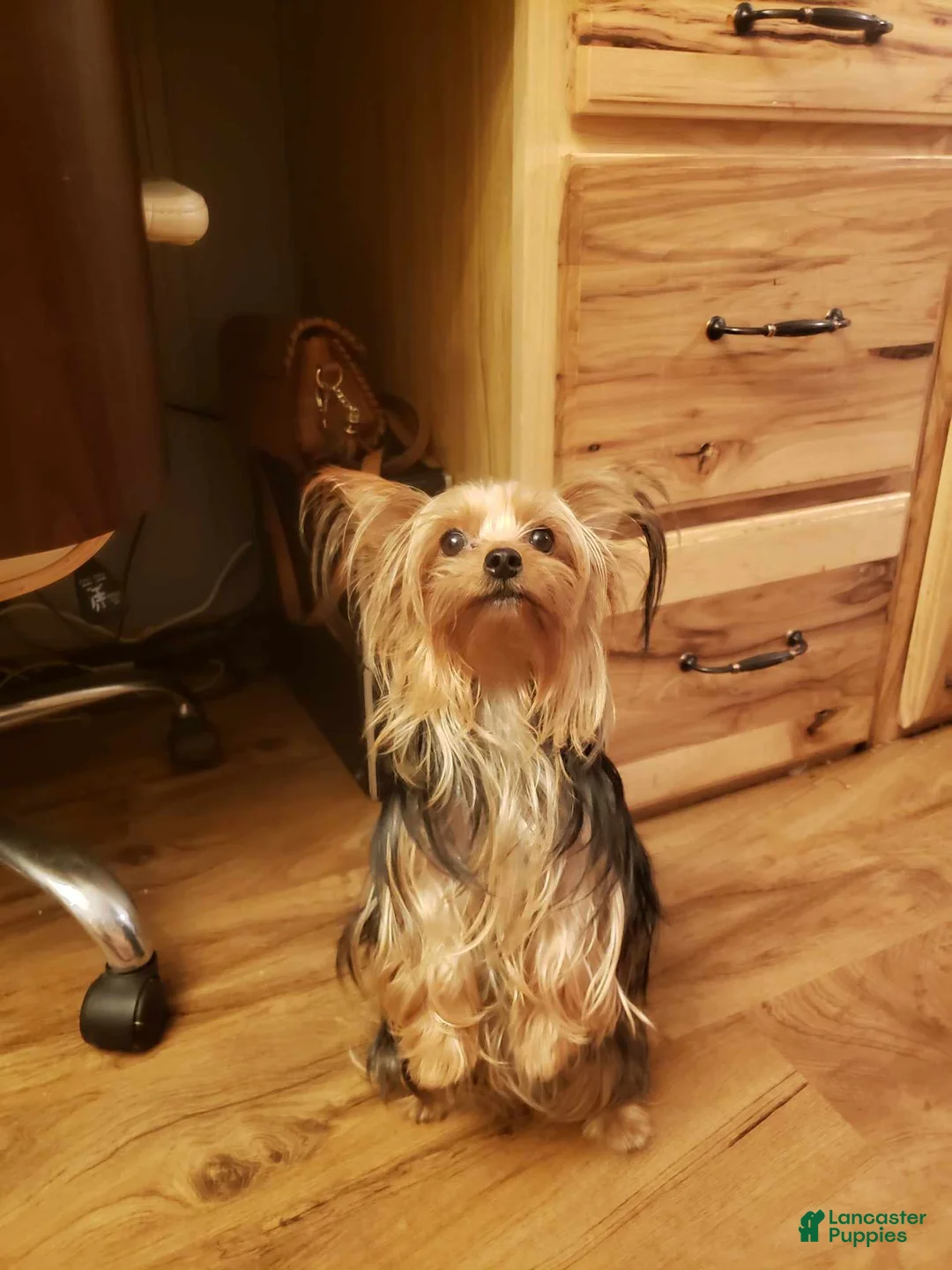 Yorkshire Terrier dogs for sale: Yorkshire Terrier Puppy 1 - Ad 6