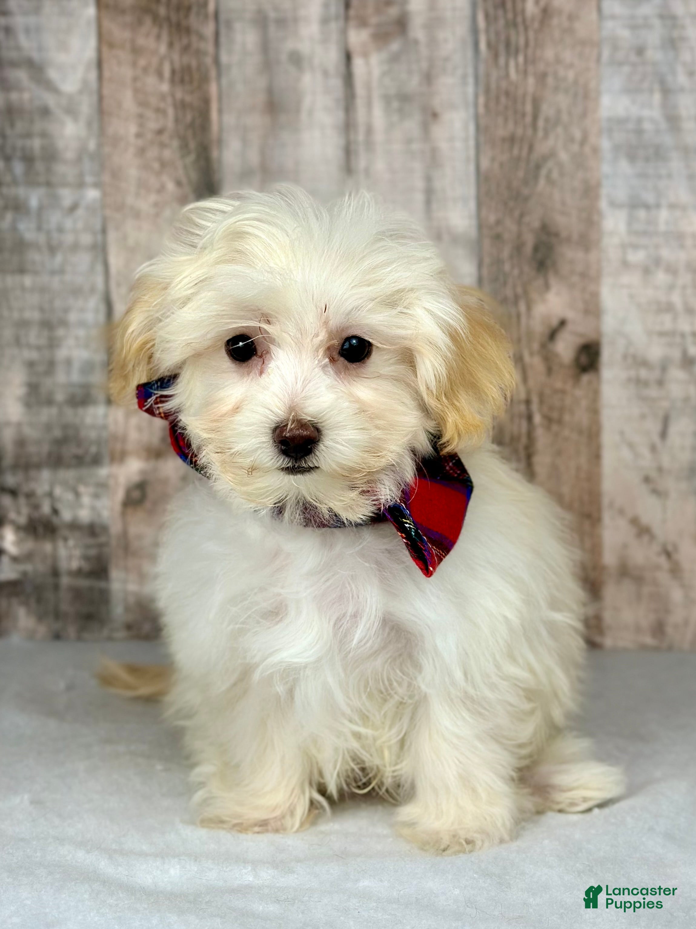 Maltipoo dogs Boy Martin - 0215 - Ad 23