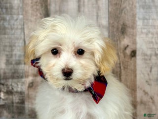 Maltipoo dogs Boy Martin - 0215 - Ad 17