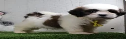 Shih Tzu dogs for sale: Justin - Ad 4