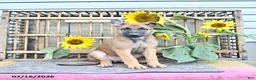 Mixed Breed dogs for sale: Atlas - Ad 3
