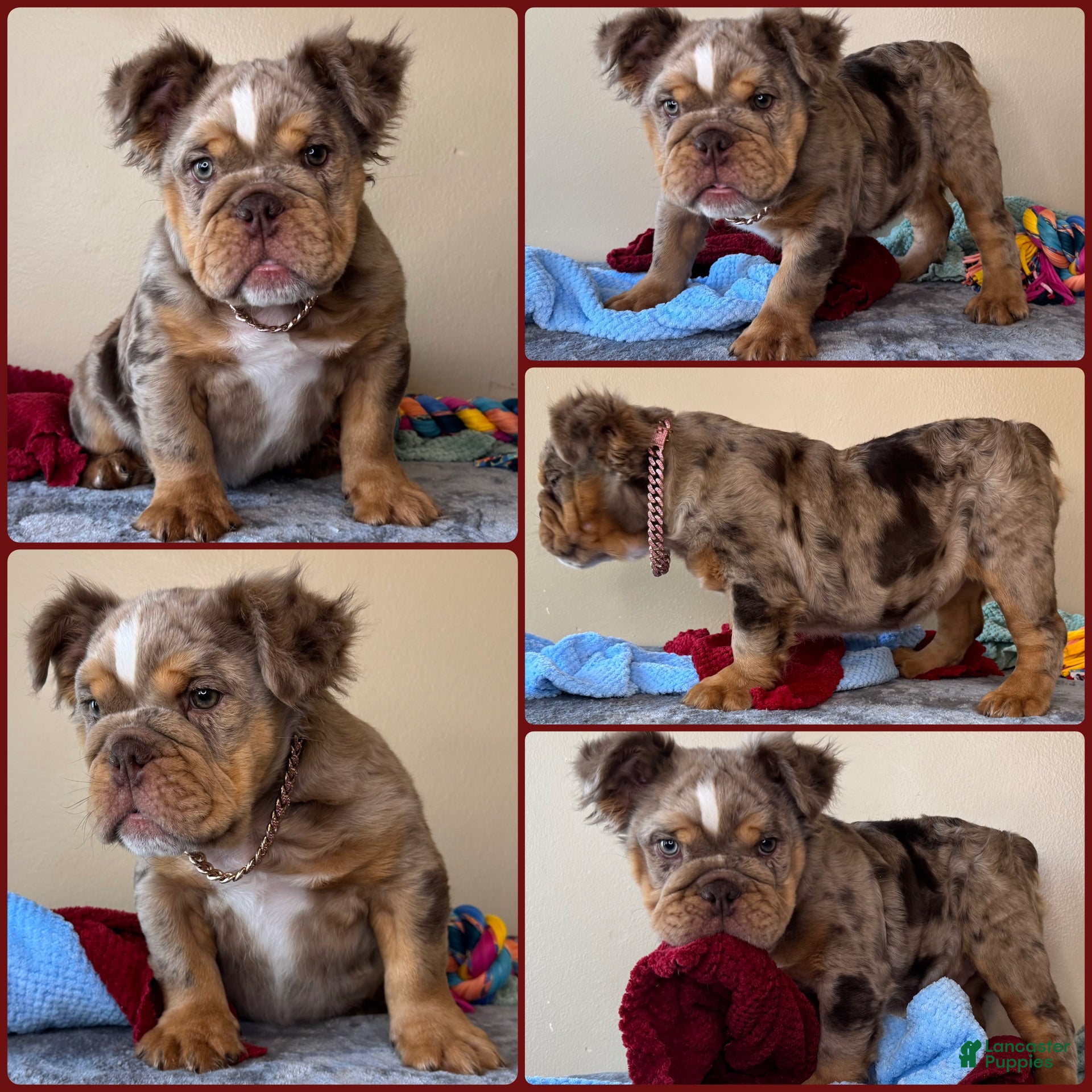 English Bulldog dogs Molly - Ad 17