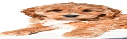Mini Goldendoodle dogs for sale: Kara - Ad 7