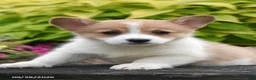 Welsh Corgi Pembroke dogs for sale: Abigail - Ad 1