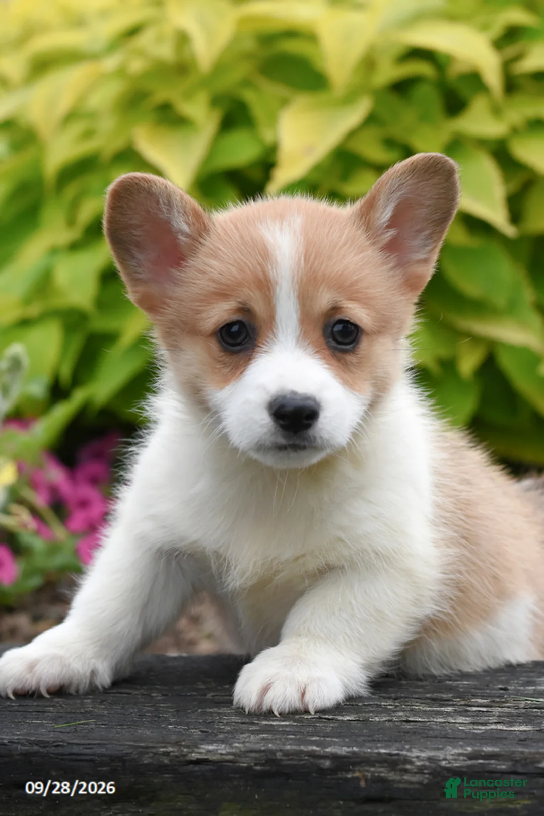 Welsh Corgi Pembroke dogs for sale: Abigail - Ad 1