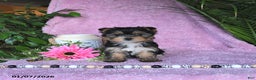 Yorkshire Terrier dogs for sale: Nicole - Ad 3