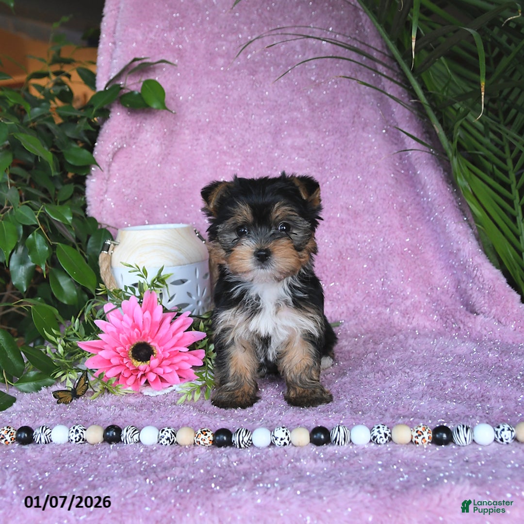 Yorkshire Terrier dogs for sale: Nicole - Ad 3