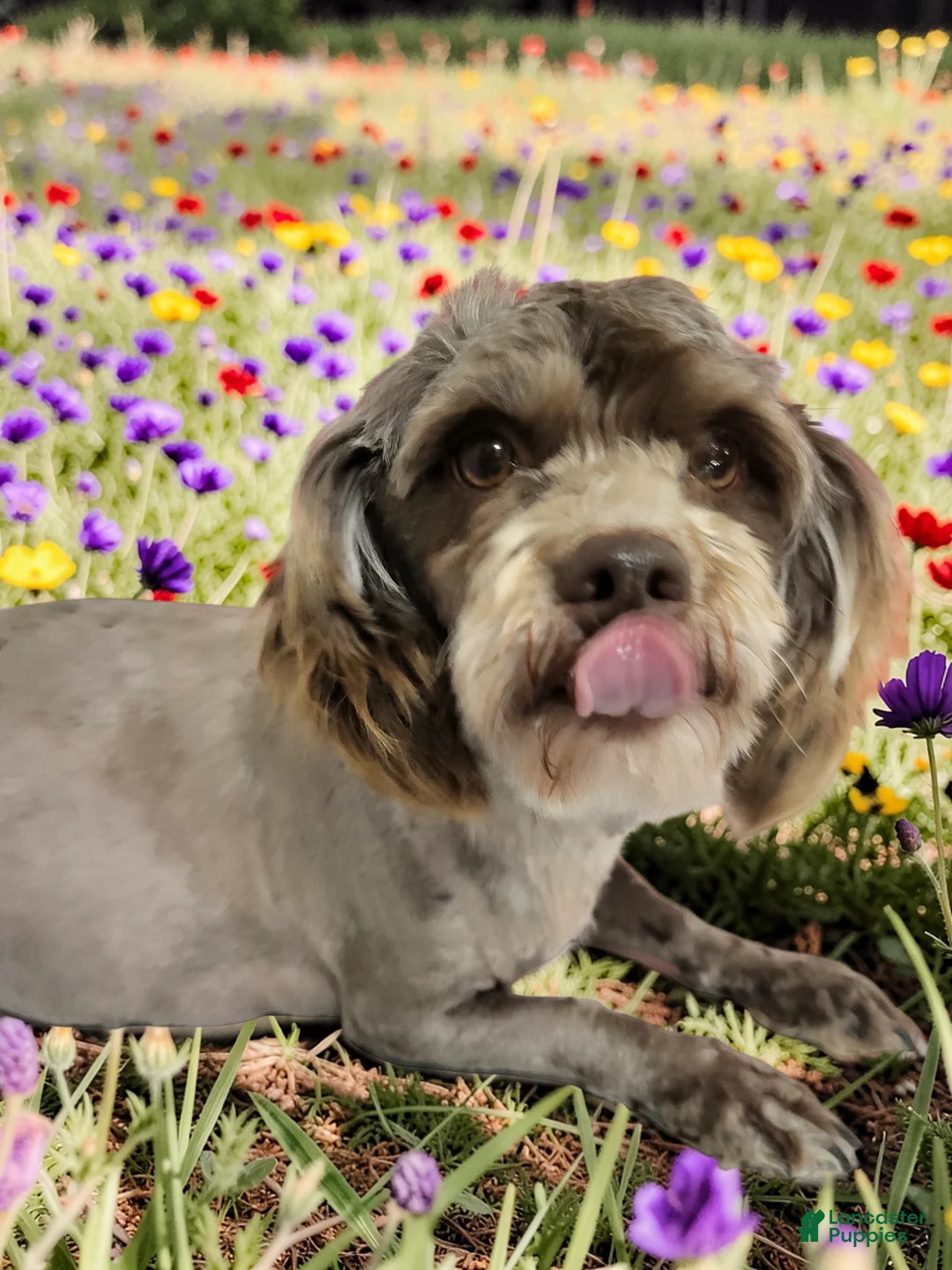 Havapoo dogs for sale: Nemo - Ad 12