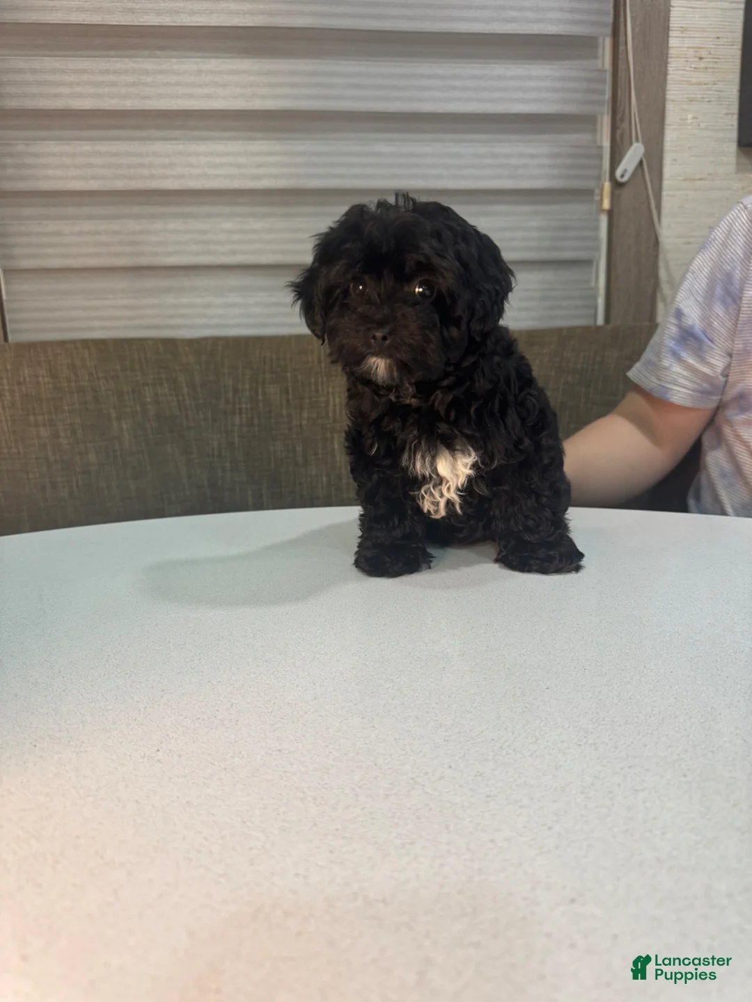 Morkie dogs for sale: Diamond - Ad 5