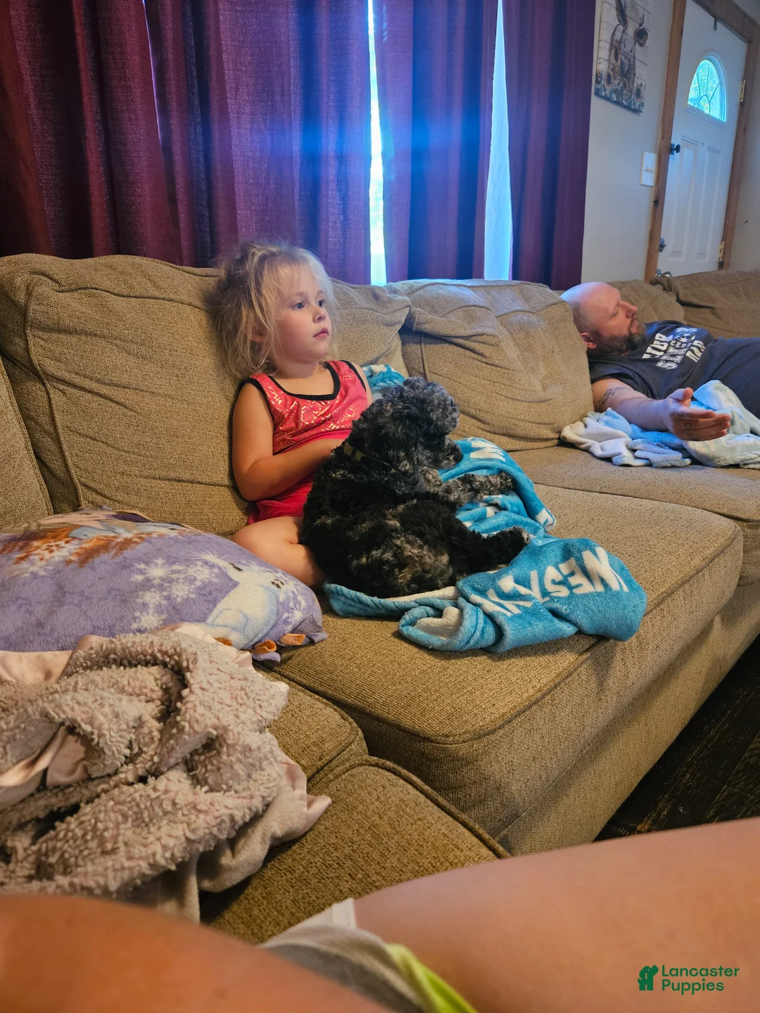 Toy Poodle dogs for stud: Tripper Doodle the Toy Poodle - Ad 2