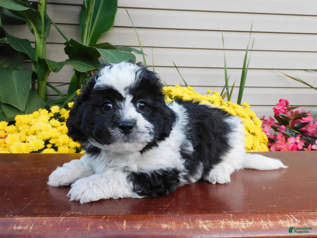 Teddy Bear dogs for sale: Yo crunch  - Ad 2