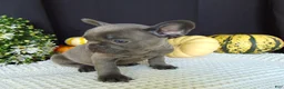 French Bulldog dogs for sale: Manny - Ad 6