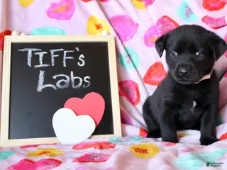 Labrador Retriever dogs White Collar - Ad 5