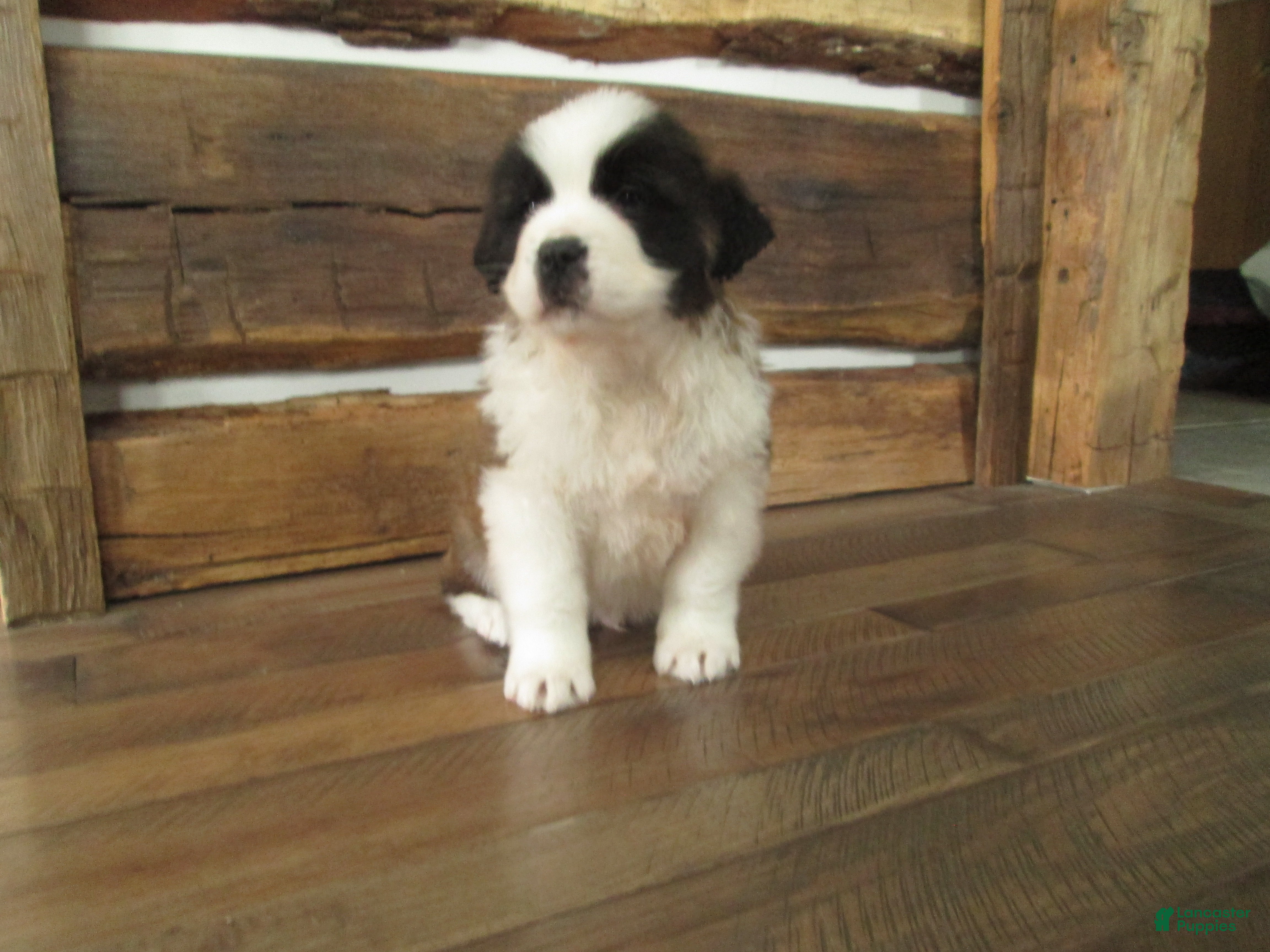 Saint Bernard dogs TORETTO - Ad 17