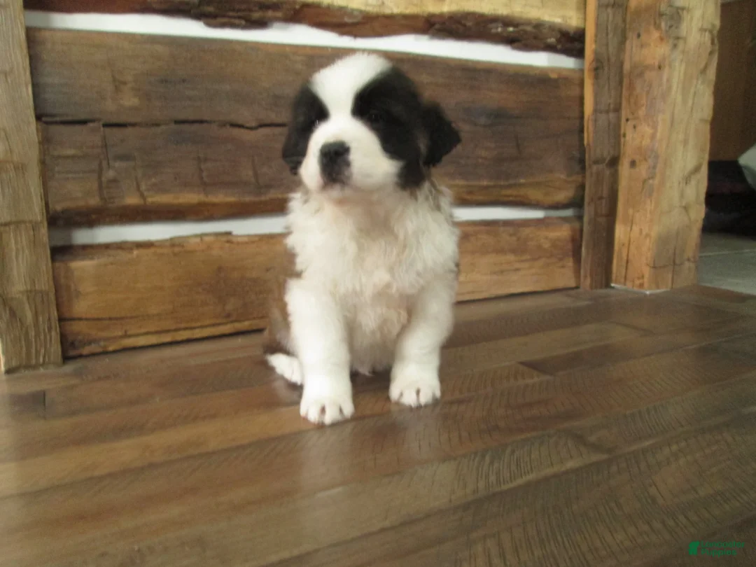 Saint Bernard dogs for sale: TORETTO - Ad 1