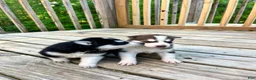 Siberian Husky dogs for sale: Diesel - Ad 2