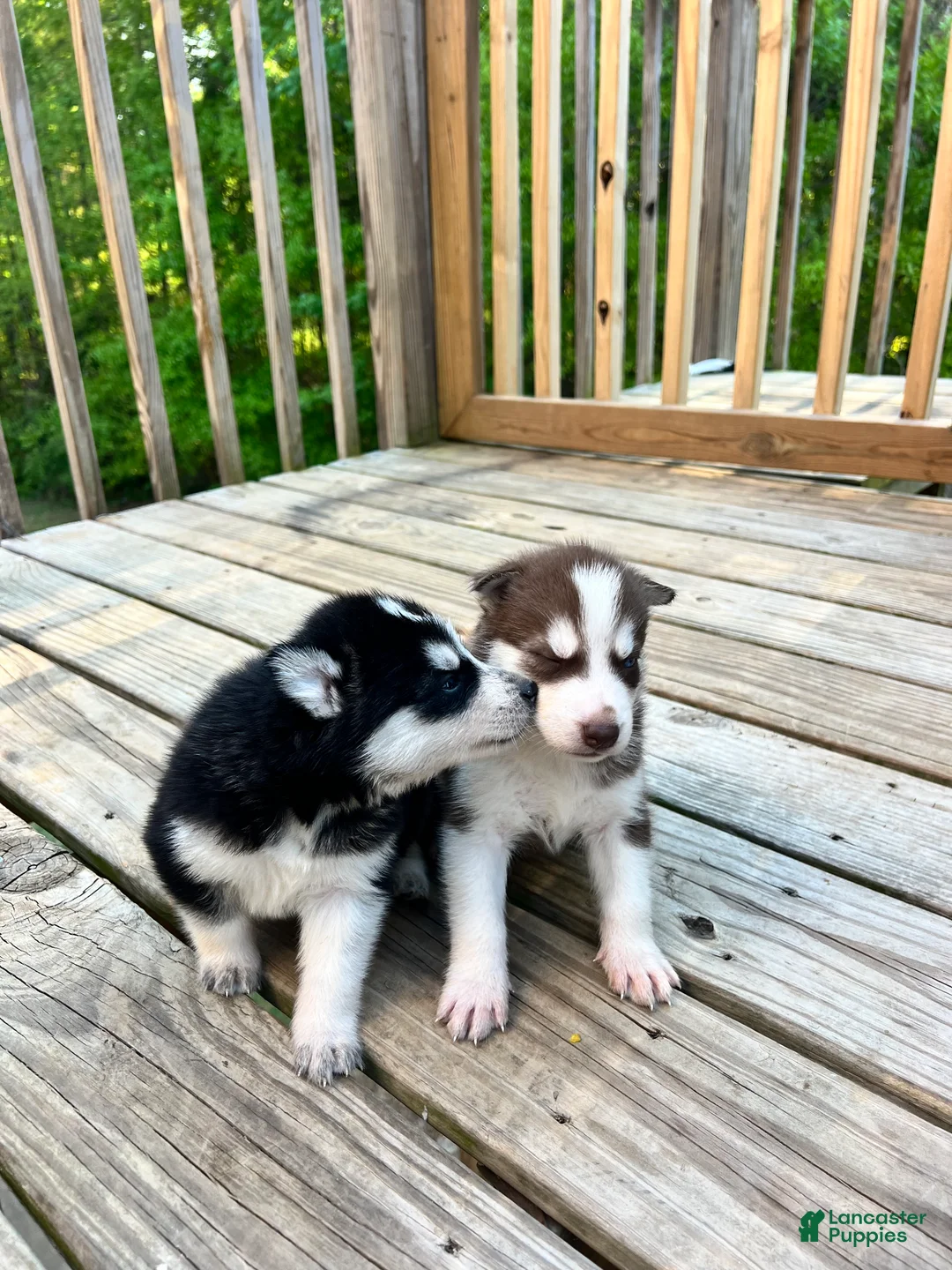 Siberian Husky dogs for sale: Diesel - Ad 2