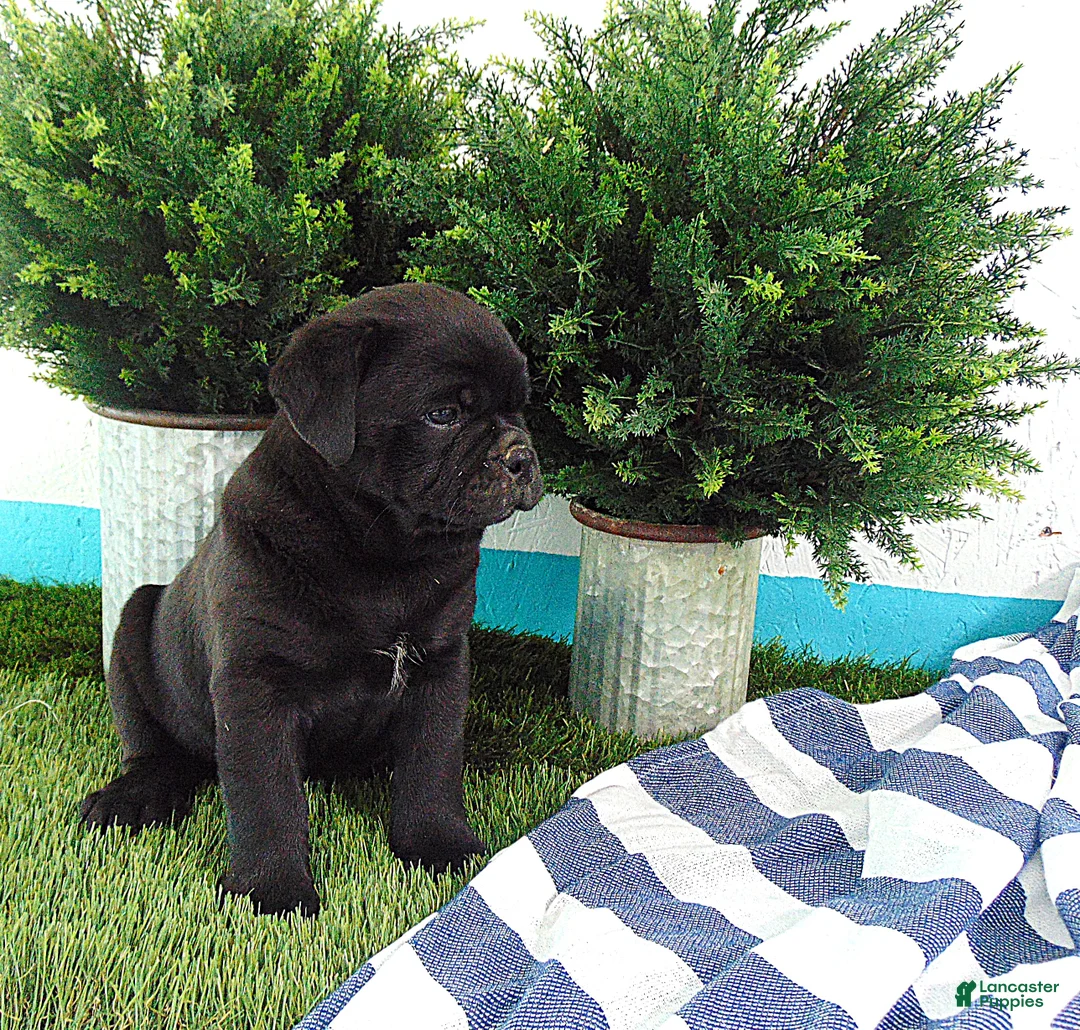 Mixed Breed dogs for sale: Sophia - Ad 2
