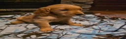 Golden Retriever dogs for sale: Pepper - Ad 2