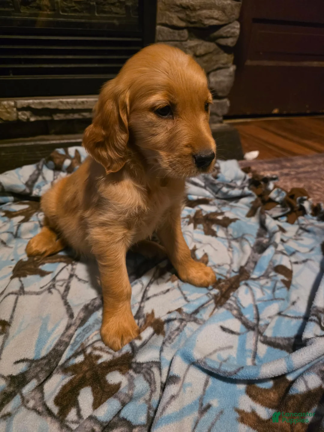 Golden Retriever dogs for sale: Pepper - Ad 2