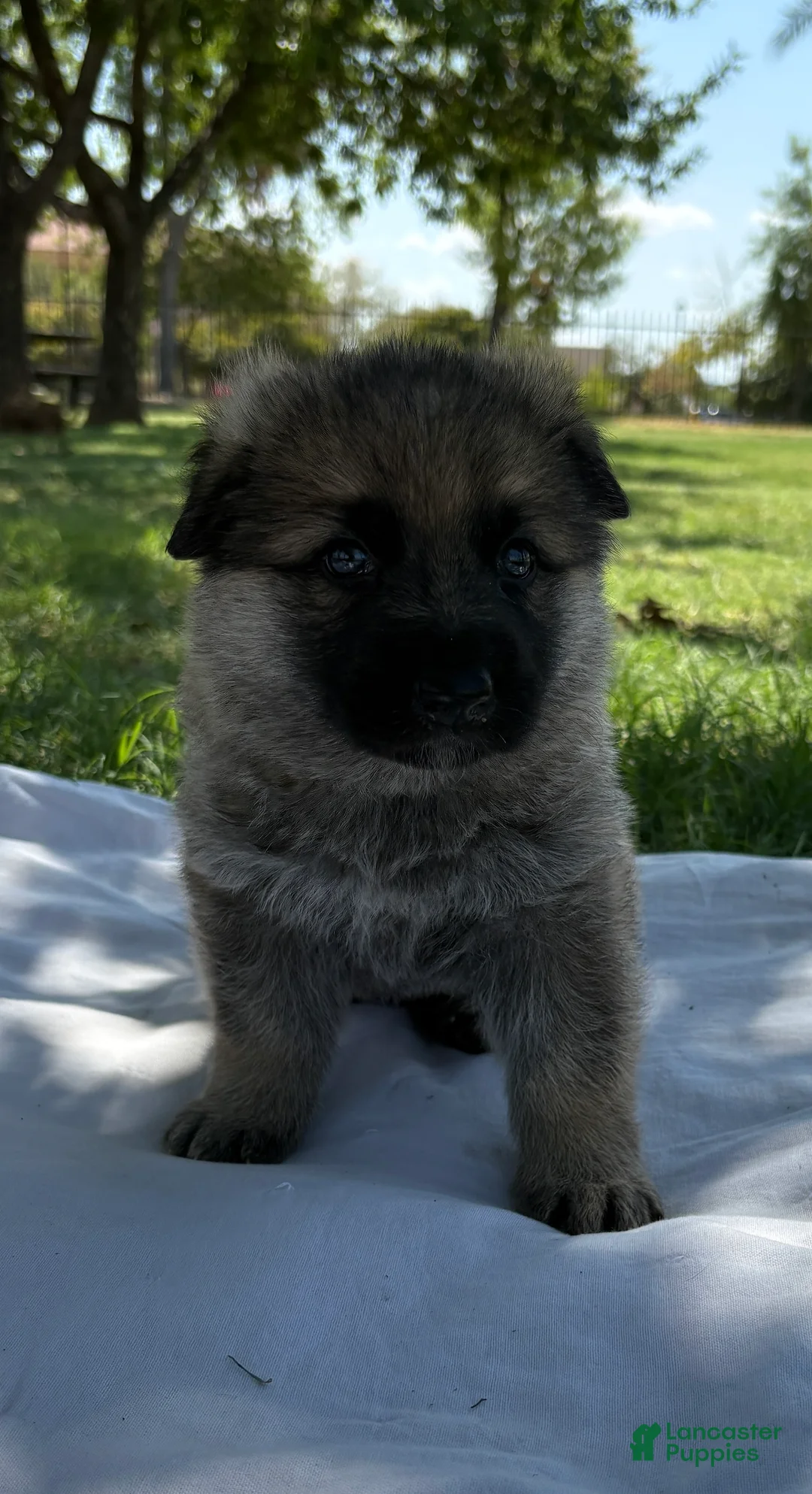German Shepherd dogs for sale: German Shepherd 2 - Ad 1