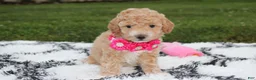 Bichpoo dogs for sale: Kallista  - Ad 14